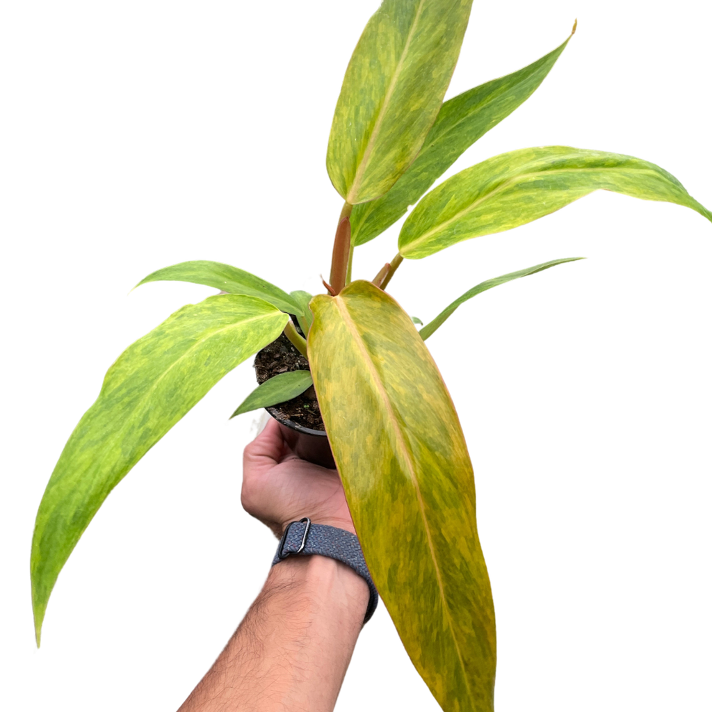 Philodendron Orange Marmalade