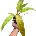 Philodendron Orange Marmalade