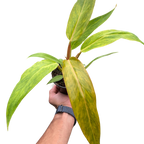 Philodendron Orange Marmalade