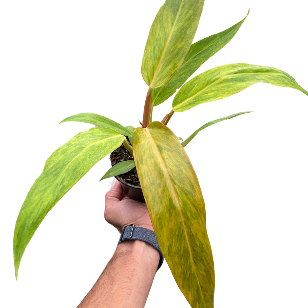 Philodendron Orange Marmalade