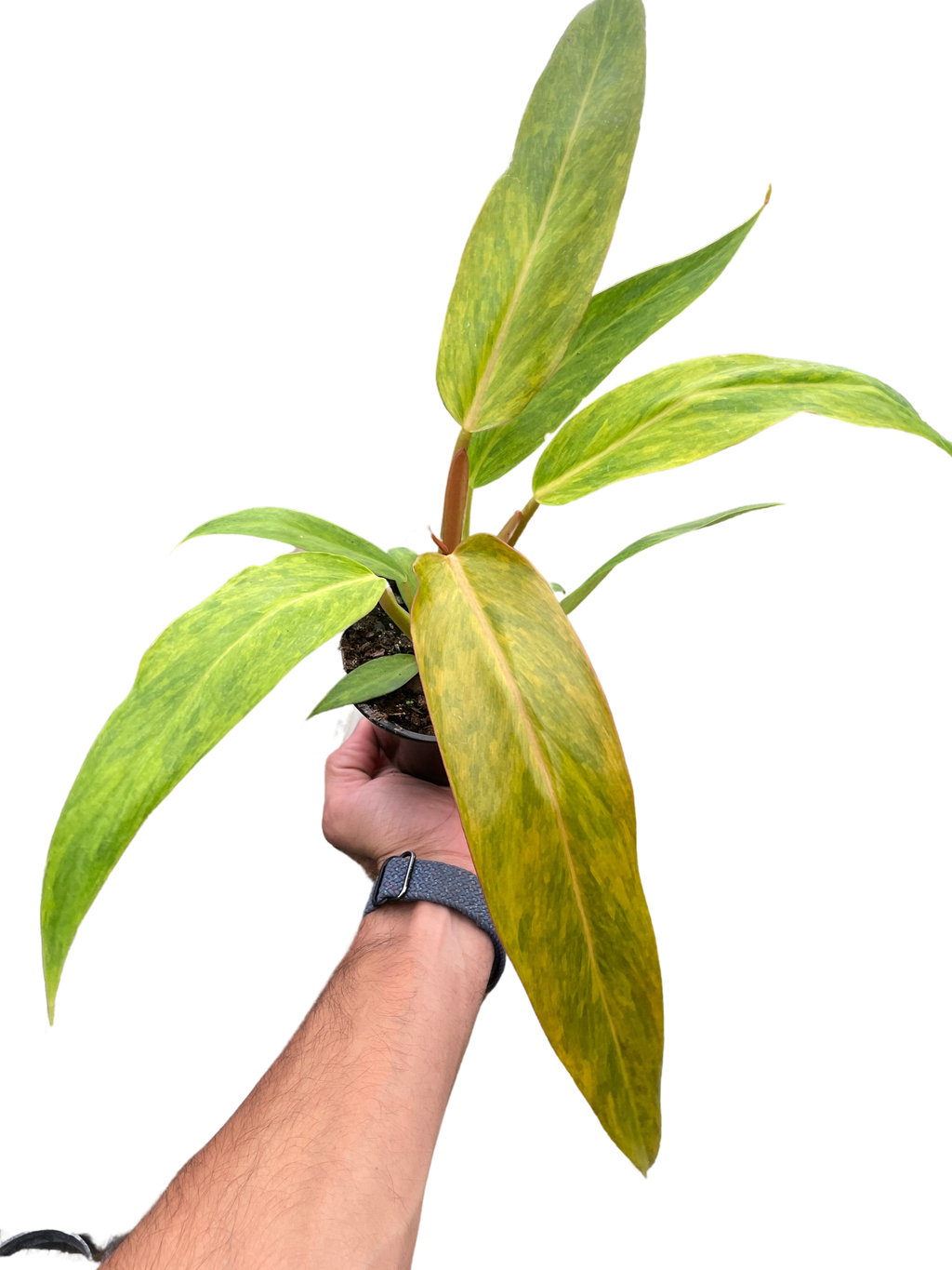 Philodendron Orange Marmalade