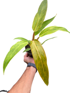 Philodendron Orange Marmalade
