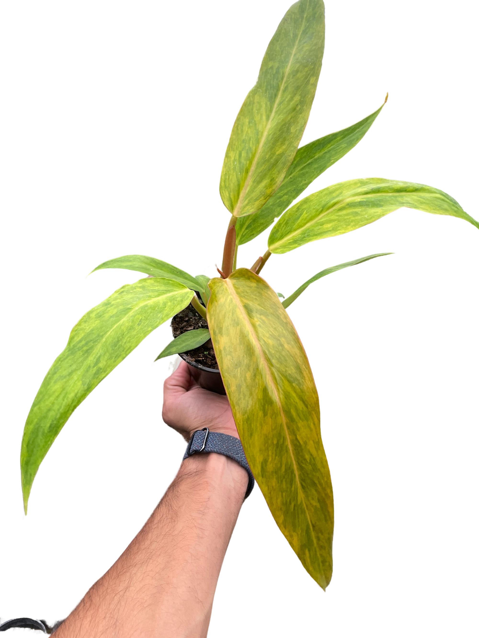 Philodendron Orange Marmalade