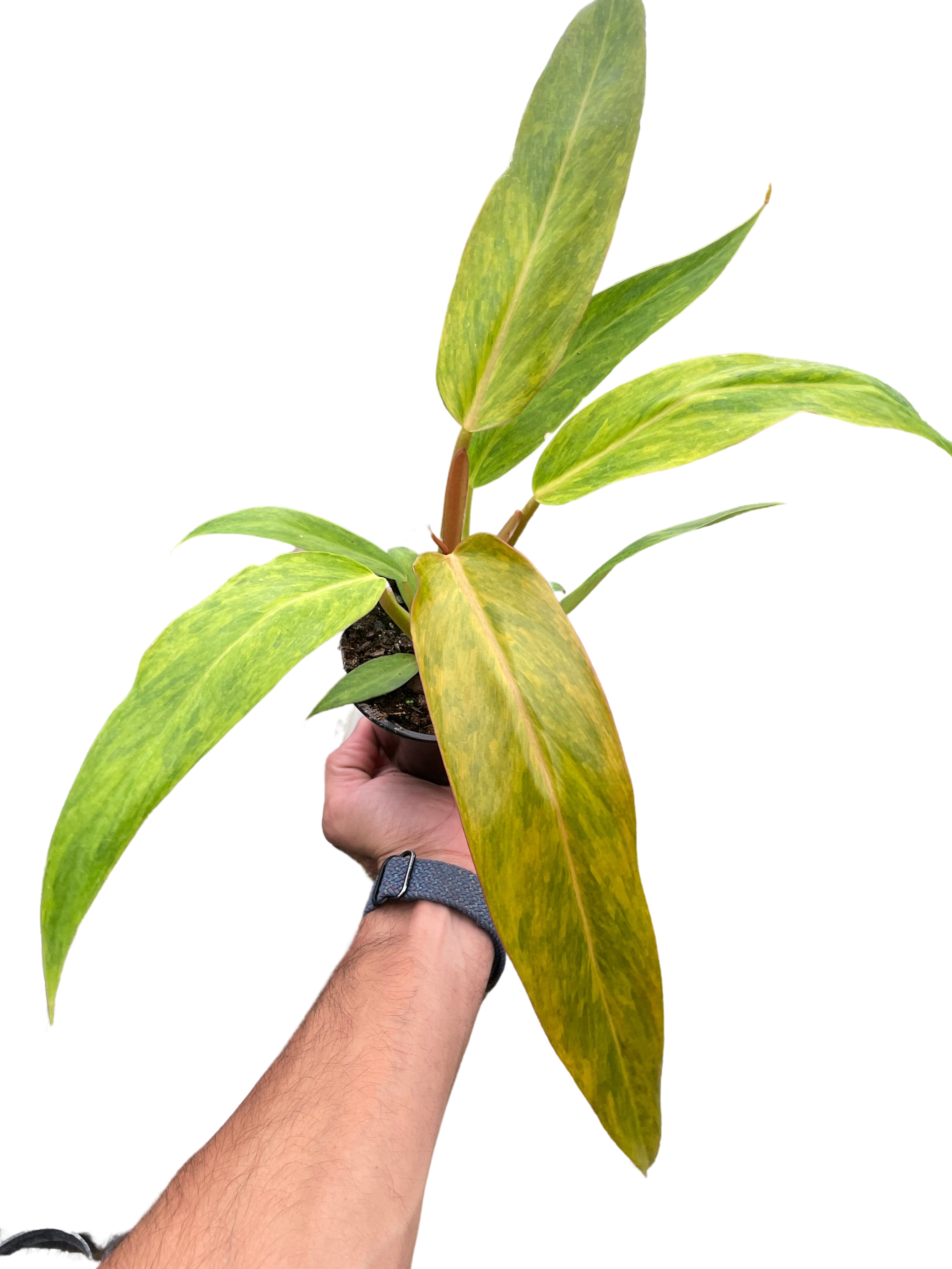 Philodendron Orange Marmalade