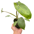 Philodendron Paraiso Verde