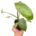 Philodendron Paraiso Verde