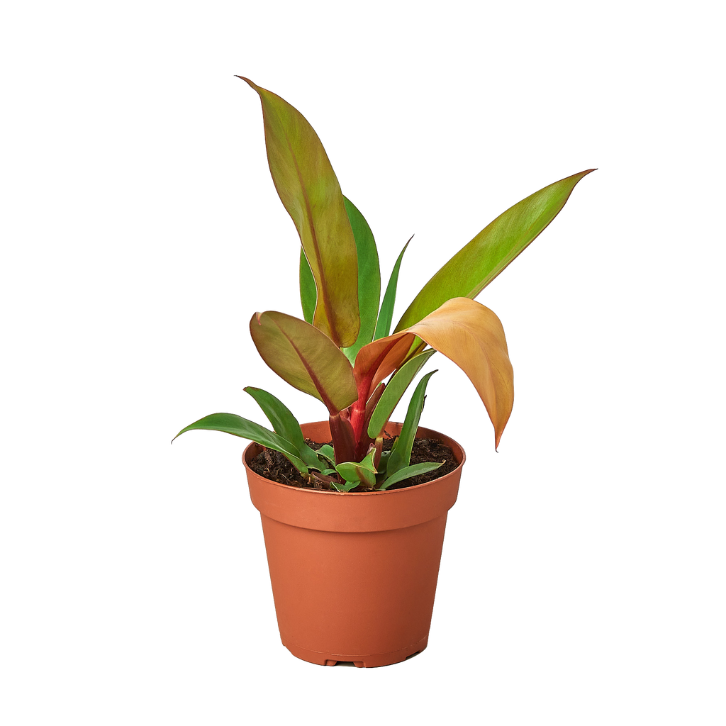 Philodendron Prince Of Orange