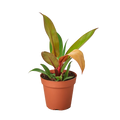 Philodendron Prince Of Orange