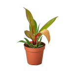 Philodendron Prince Of Orange