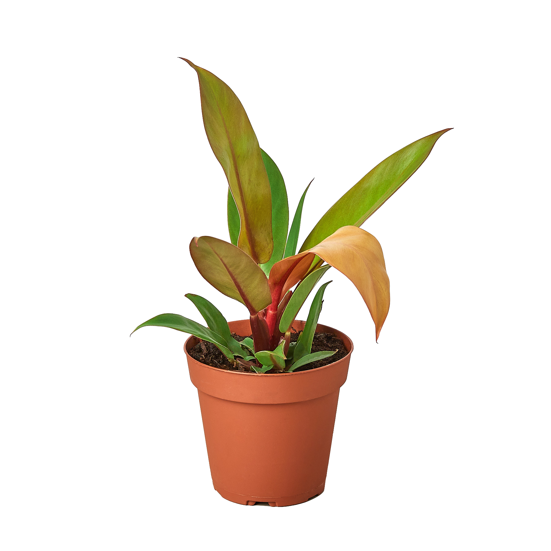 Philodendron Prince Of Orange