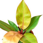 Philodendron Prince Of Orange