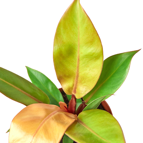 Philodendron Prince Of Orange