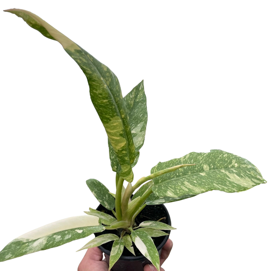 Philodendron Ring Of Fire Variegated