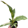 Philodendron Ring Of Fire Variegated