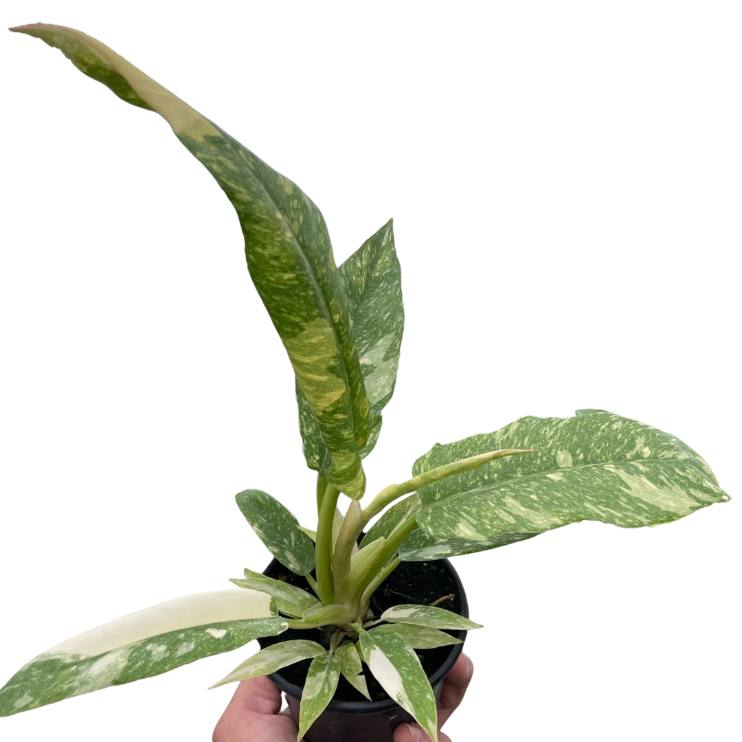 Philodendron Ring Of Fire Variegated