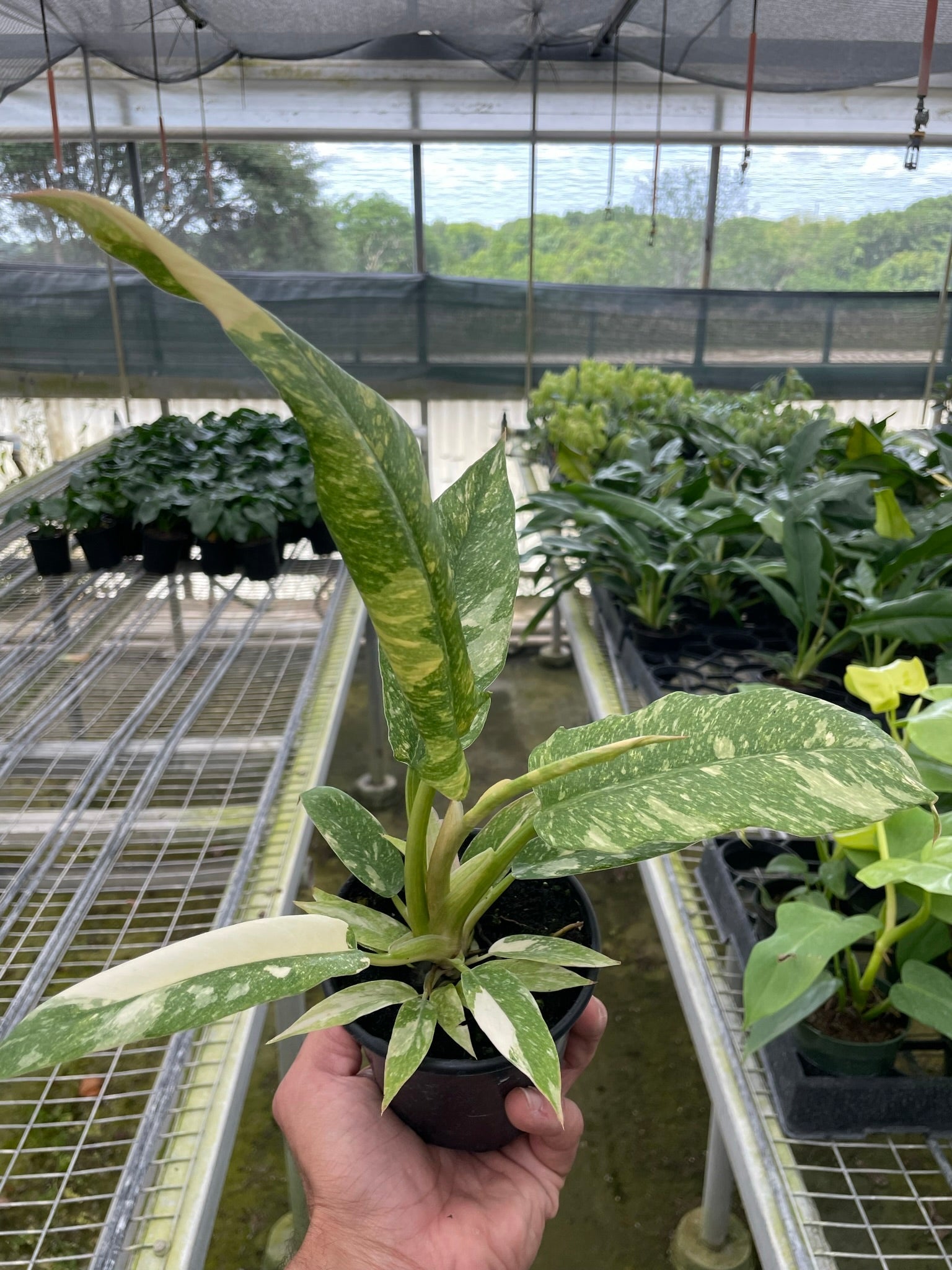Philodendron Ring Of Fire Variegated