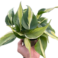 Philodendron Silver Stripe
