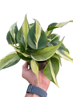 Philodendron Silver Stripe