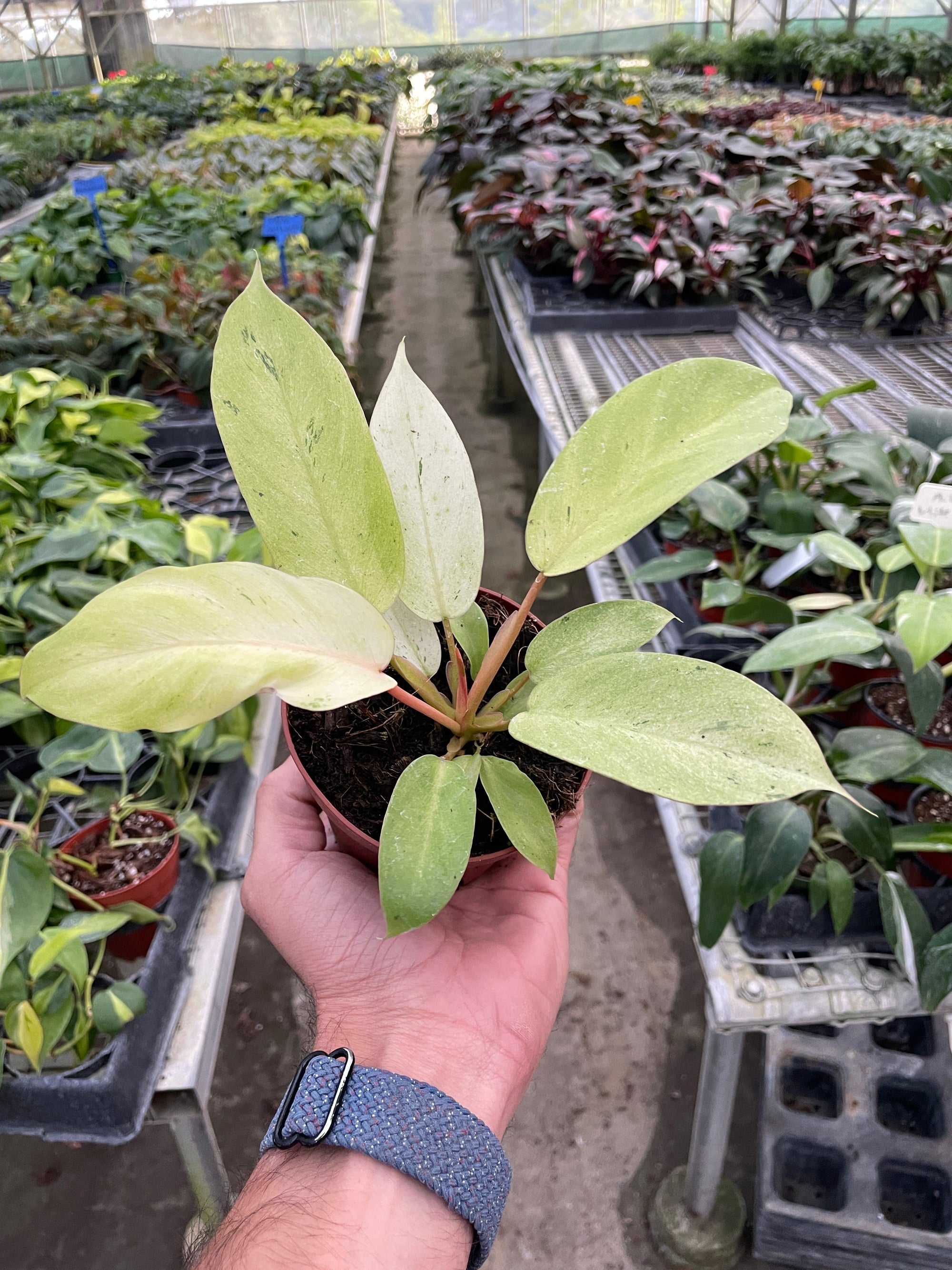 Philodendron Snowdrift