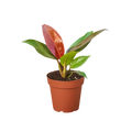 Philodendron Sun Red