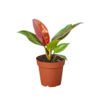 Philodendron Sun Red
