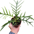 Philodendron Tortum