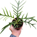 Philodendron Tortum