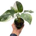 Philodendron White Princess