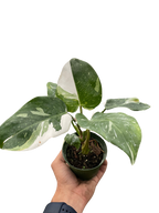 Philodendron White Princess