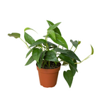 Pothos Cebu Blue