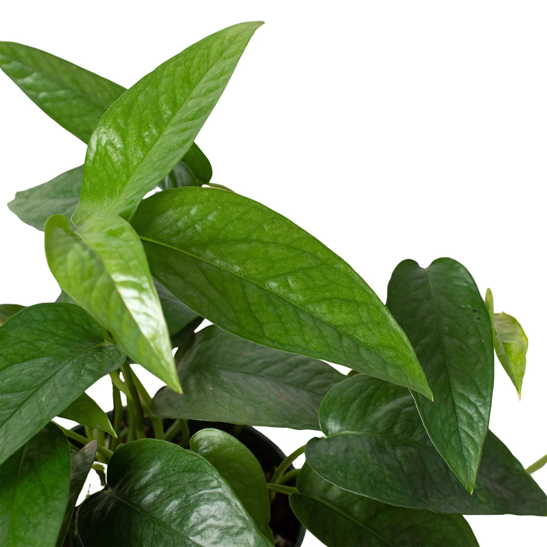 Pothos Cebu Blue