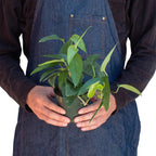Pothos Cebu Blue