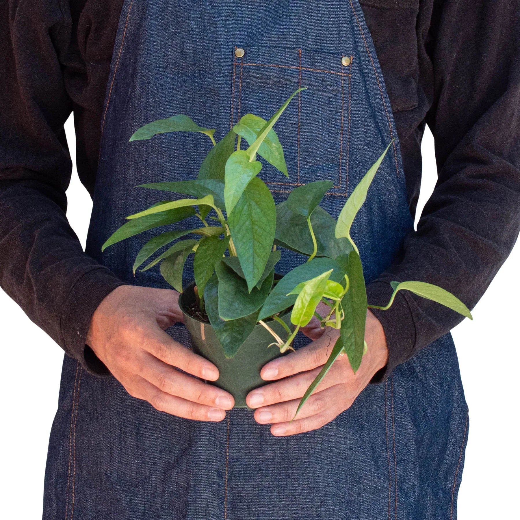 Pothos Cebu Blue