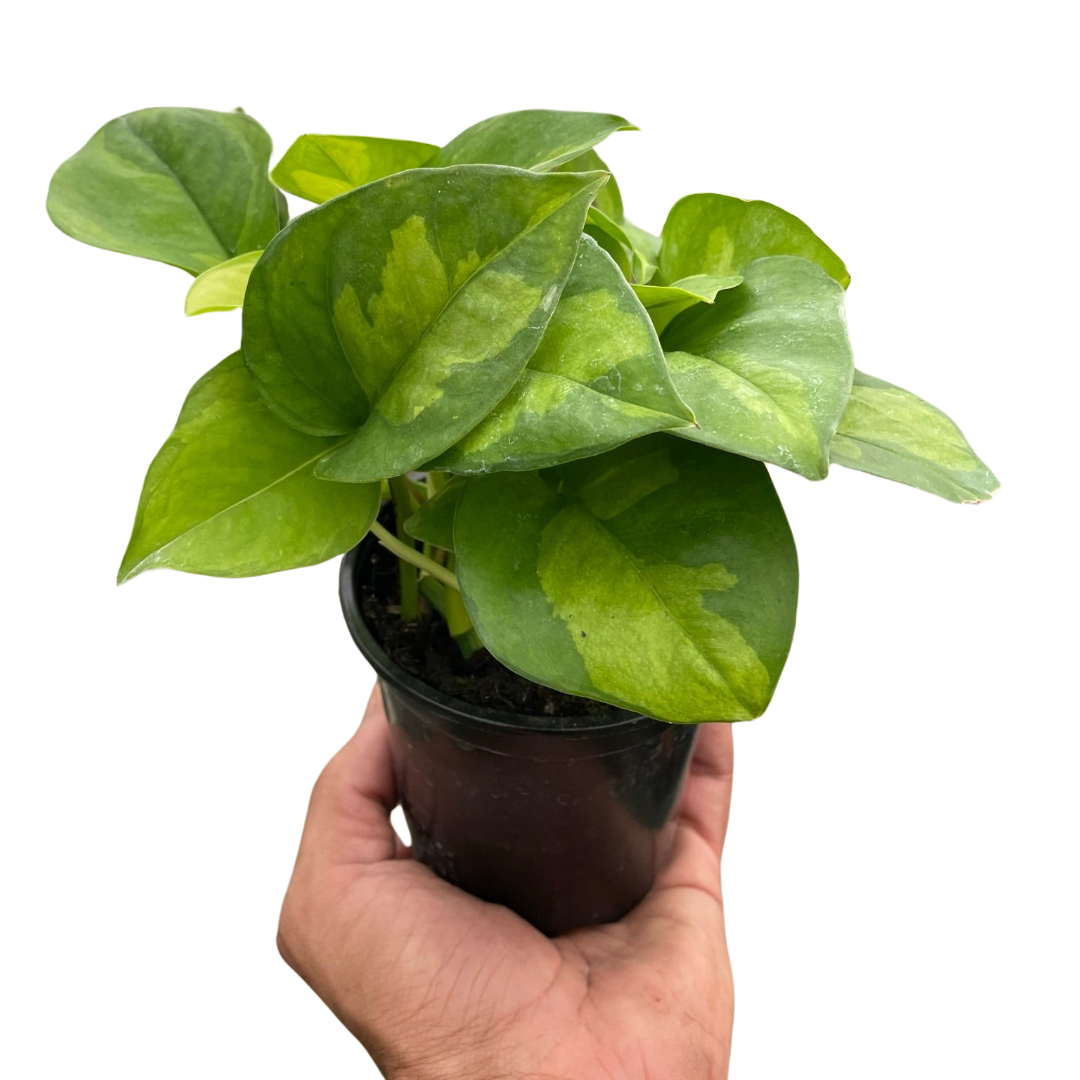Pothos Global Green