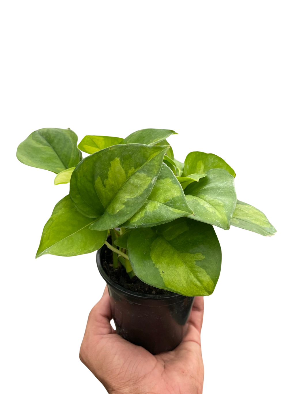 Pothos Global Green