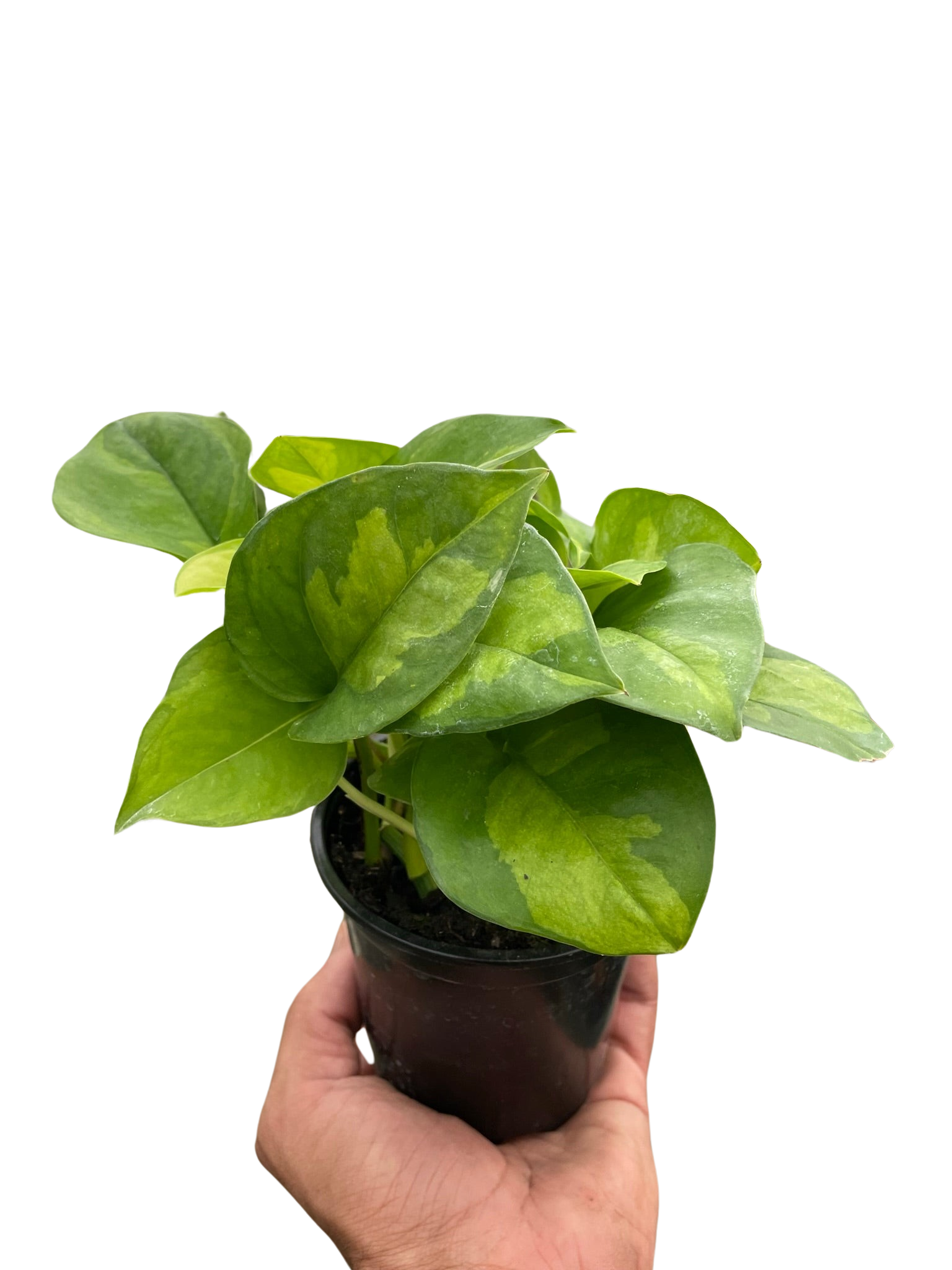 Pothos Global Green