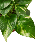 Pothos 'Golden'