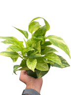 Pothos Neon Queen