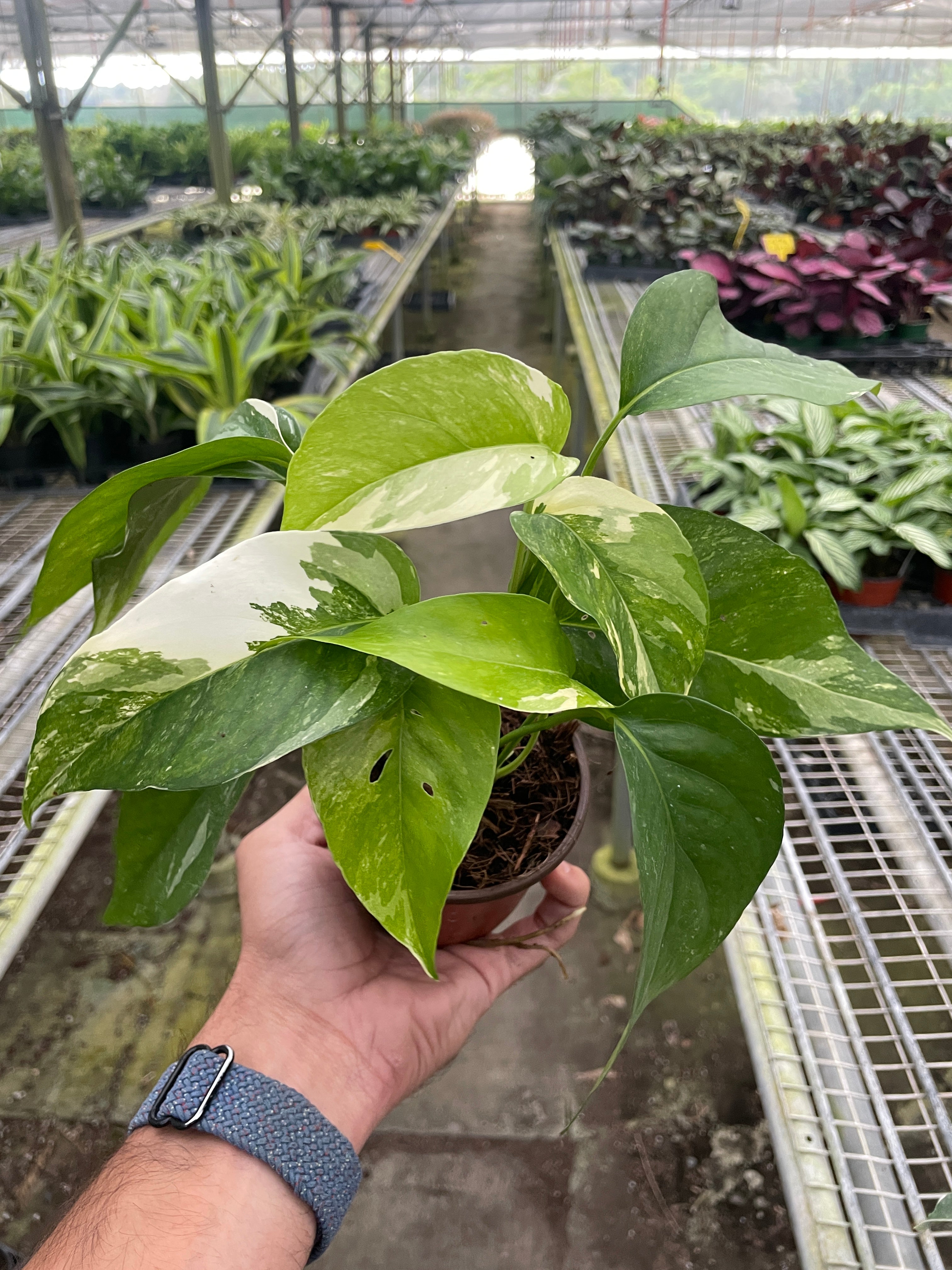 Pothos Albo Variegata
