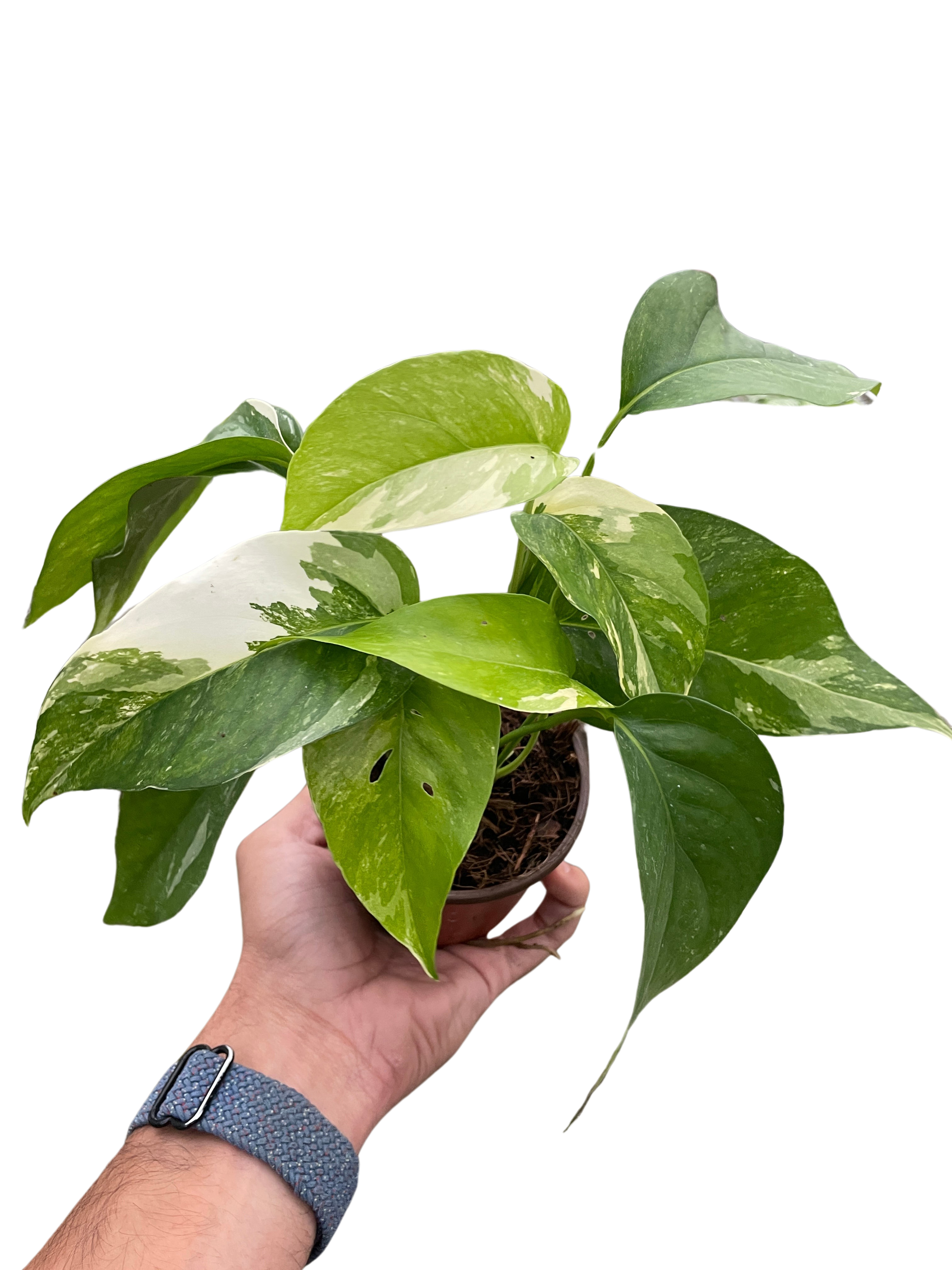 Pothos Albo Variegata