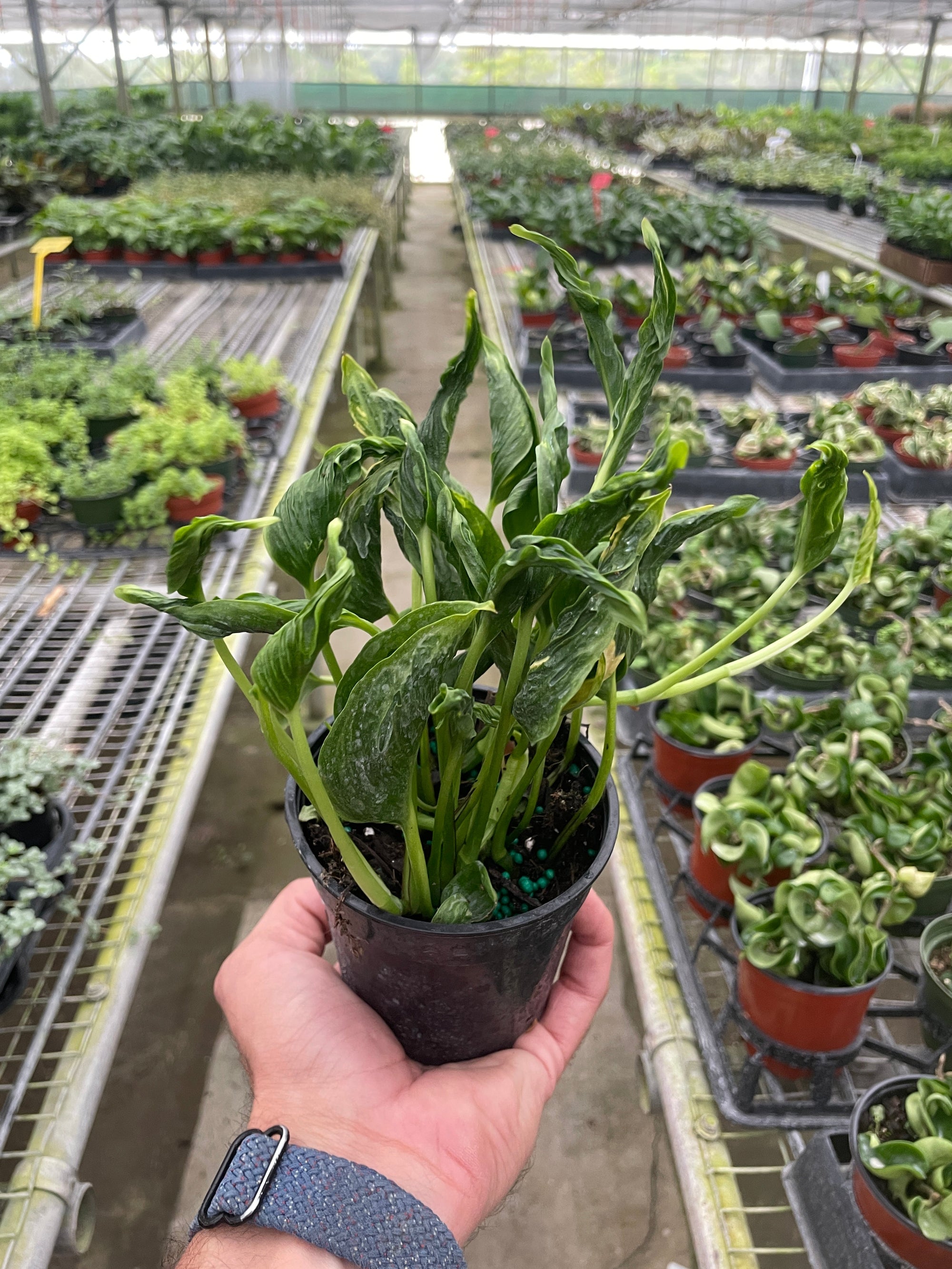 Pothos Shangri La