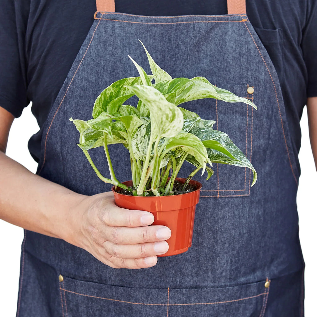 Pothos Marble Queen