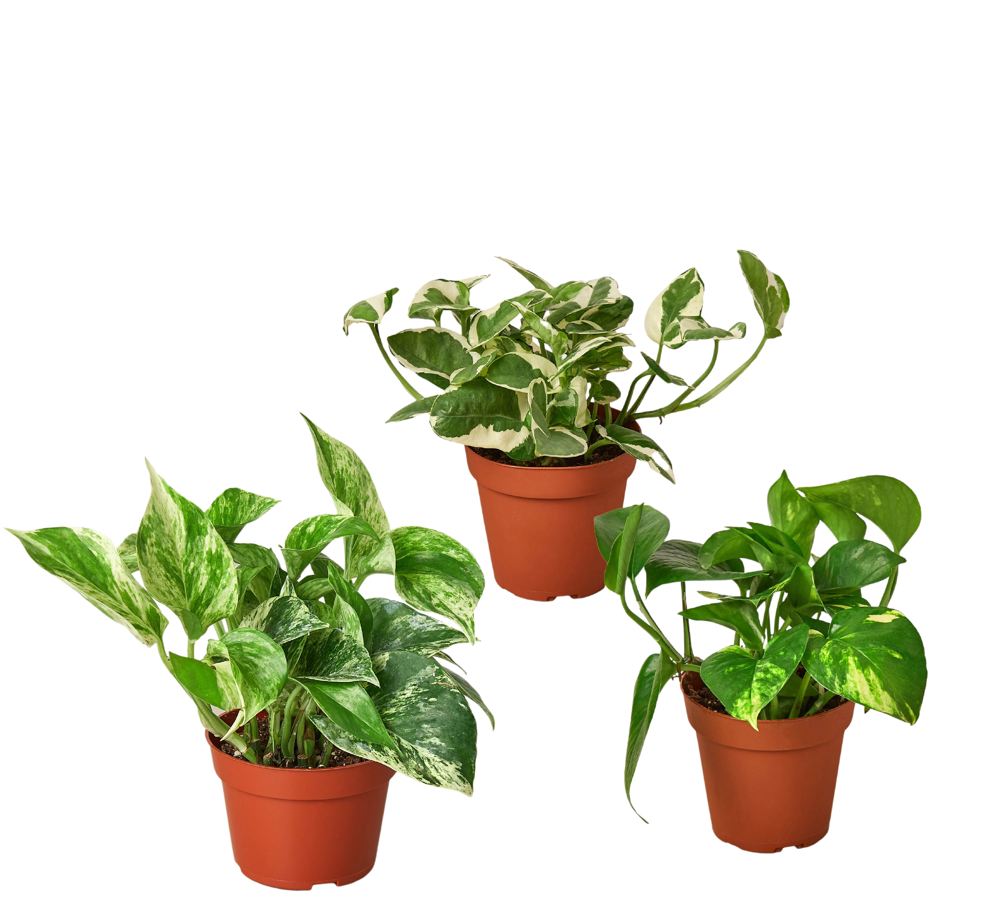 3 Pothos Variety Pack / 4" Pot / Live Plant / Home and Garden Plants