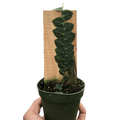 Rhaphidophora Cryptantha Shingle Plant