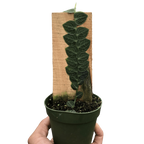 Rhaphidophora Cryptantha Shingle Plant