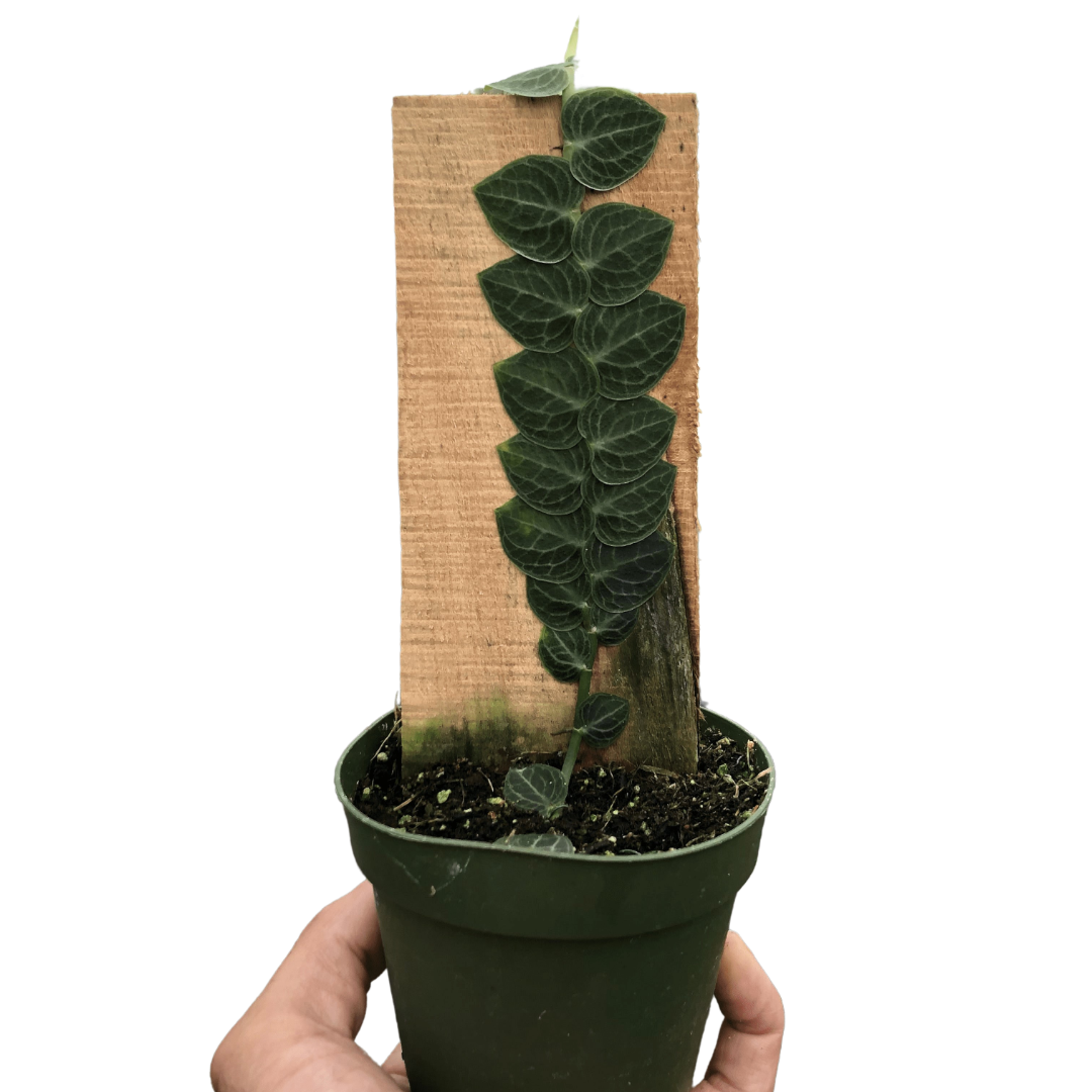 Rhaphidophora Cryptantha Shingle Plant