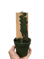 Rhaphidophora Cryptantha Shingle Plant