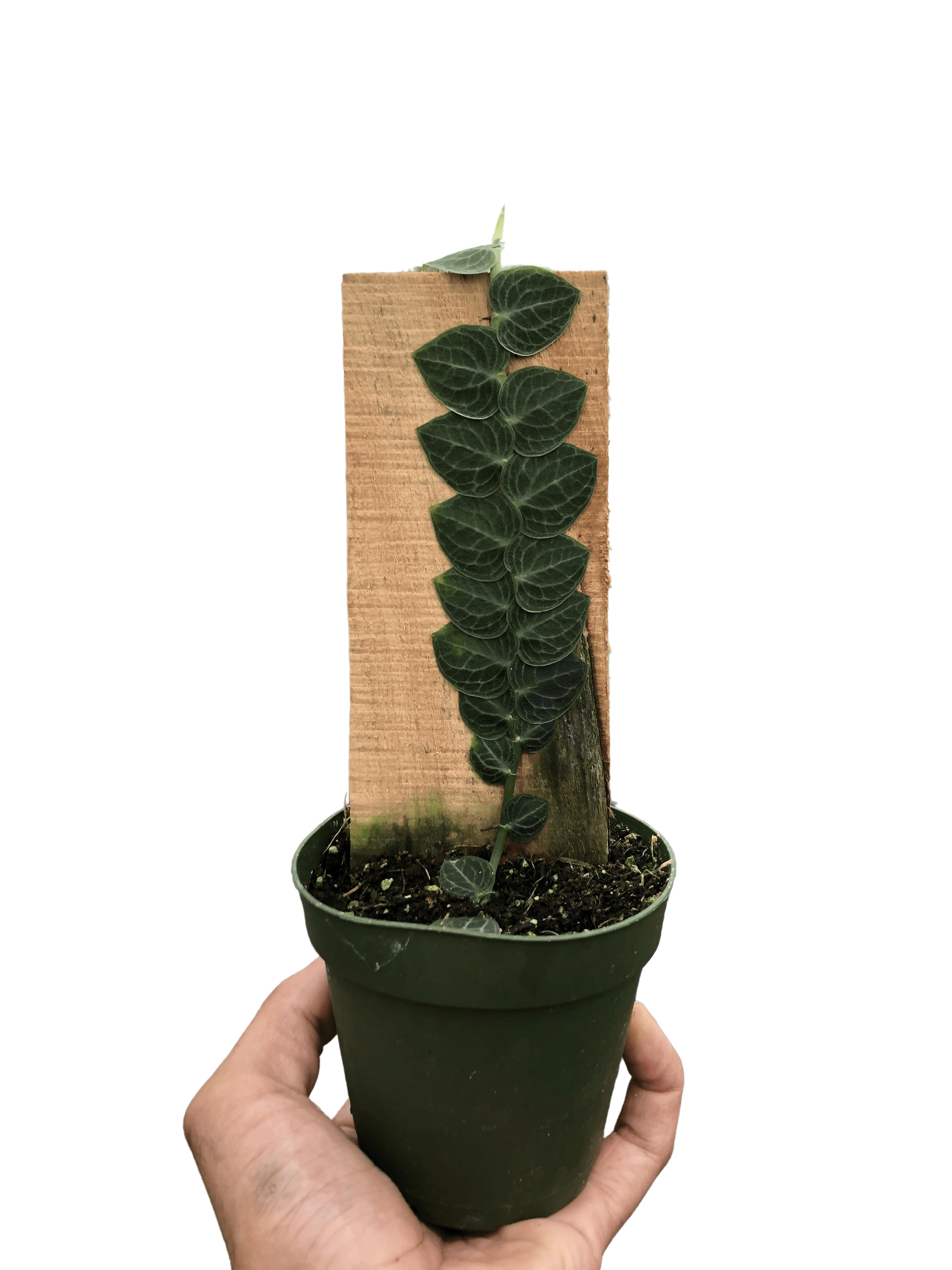 Rhaphidophora Cryptantha Shingle Plant