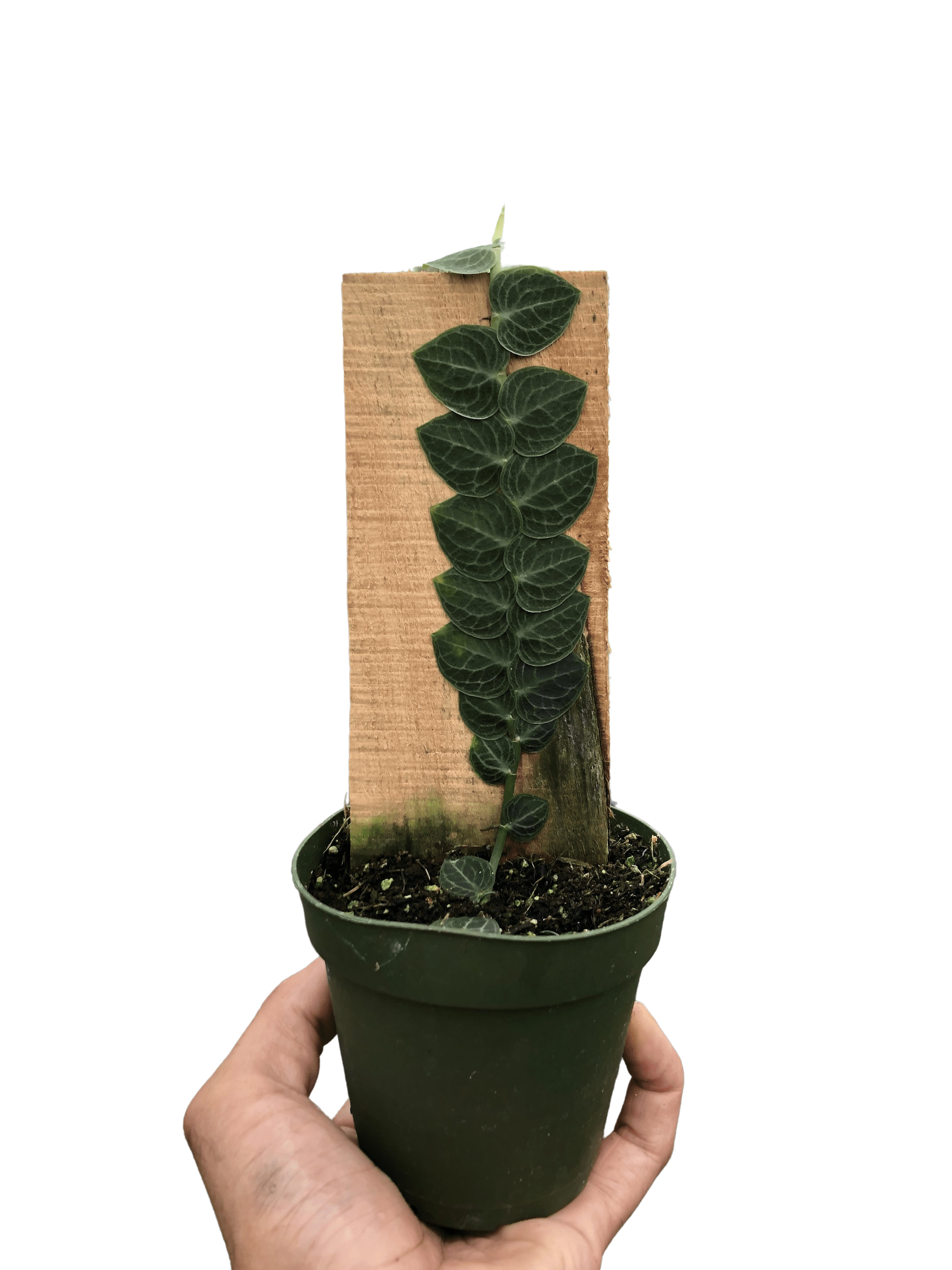 Rhaphidophora Cryptantha Shingle Plant