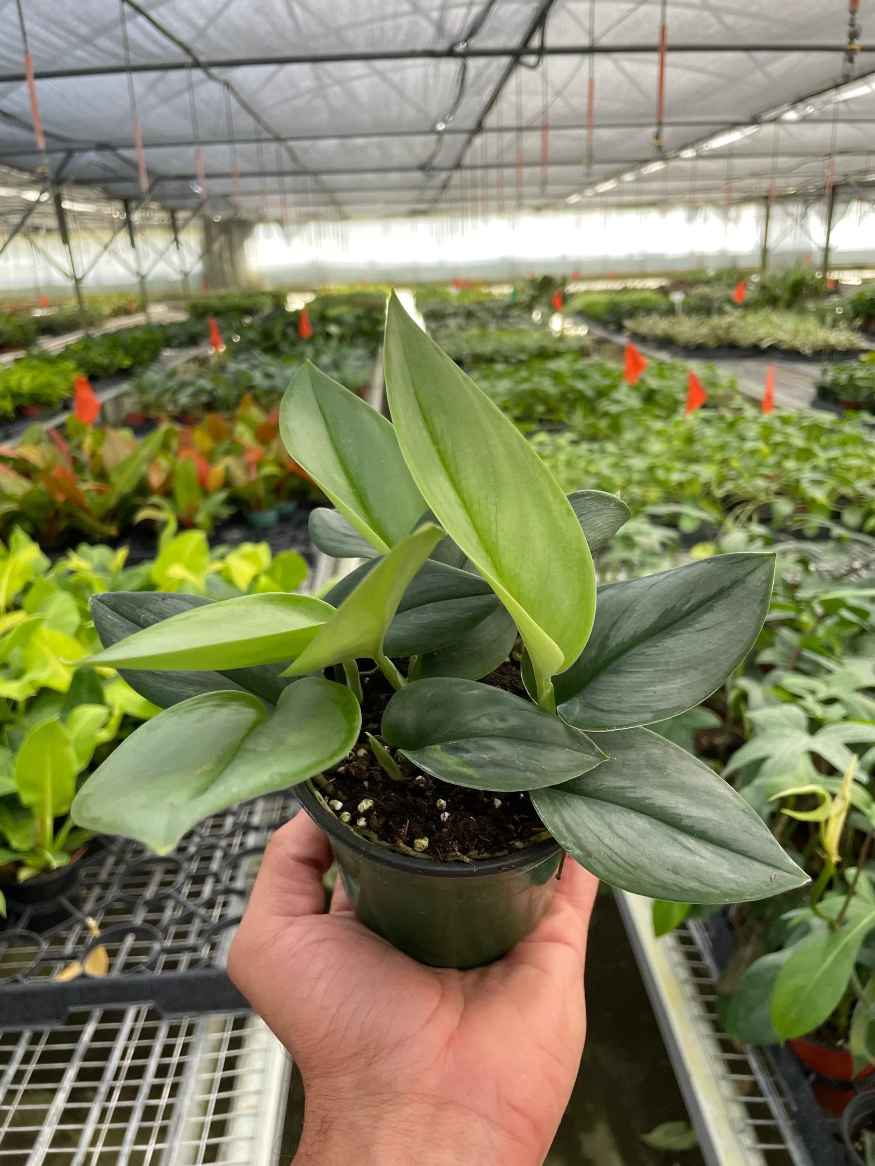 Scindapsus Moonlight